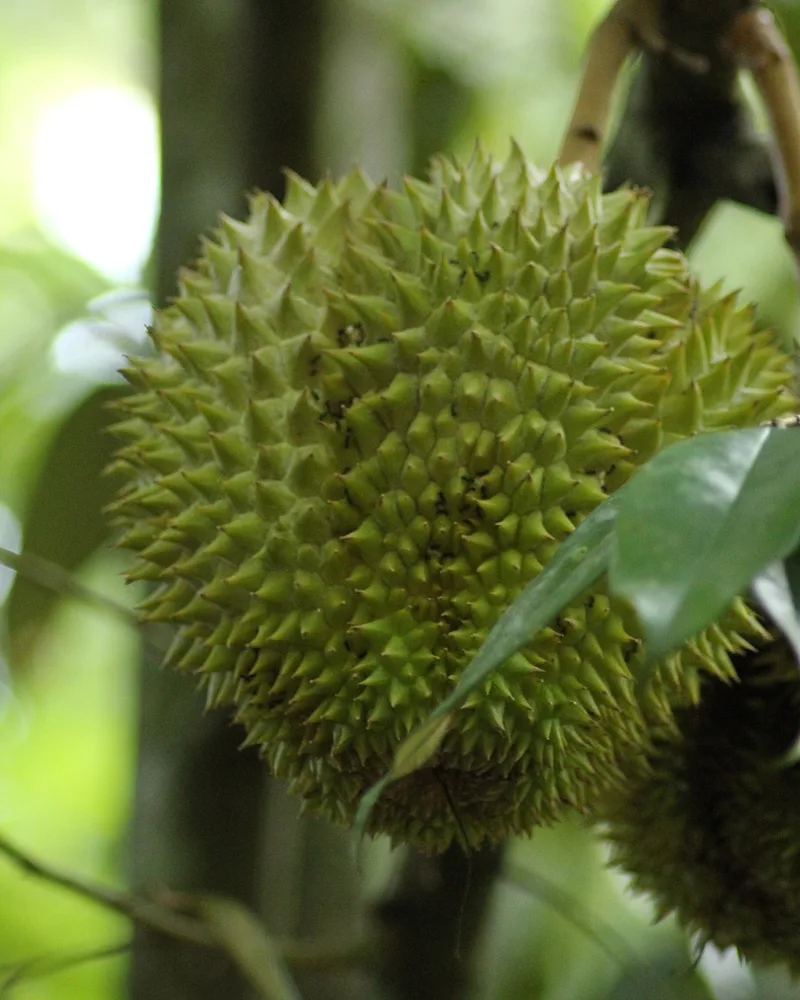 A durian on the tree, its husk covered in hard, sharp, pyramid-shaped thorns