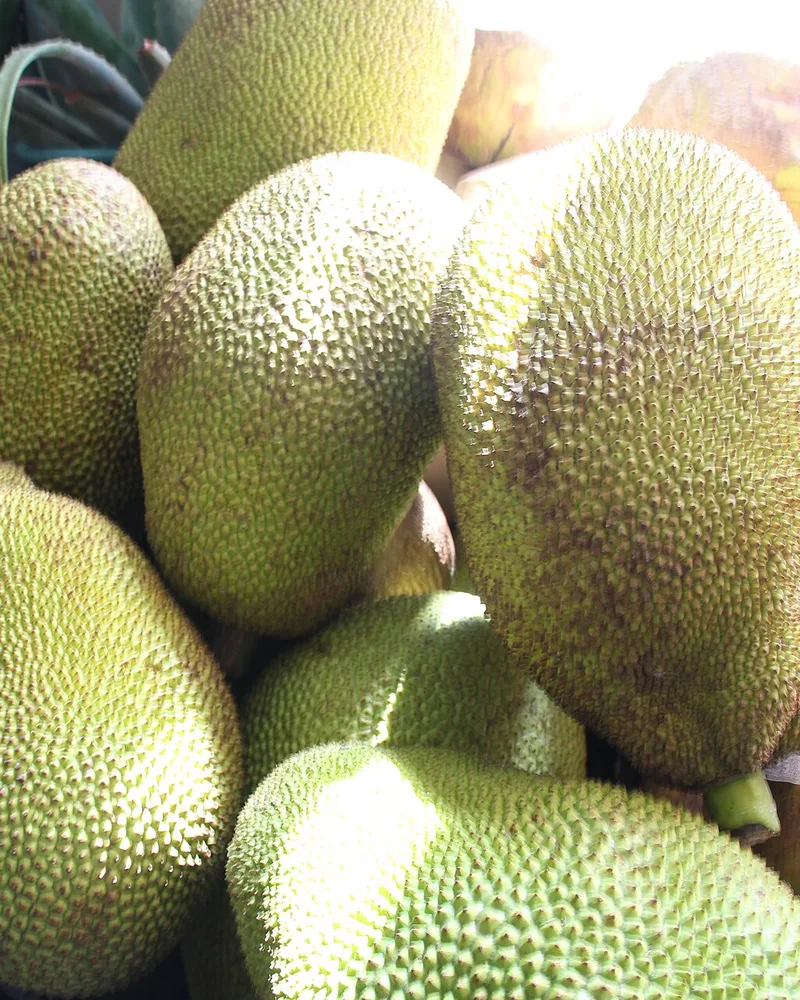 Whole jackfruits piled at a market, their skin covered in small, blunt bumps